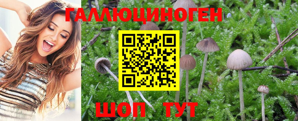 Черногорск  Псилоцибиновые грибы GOLDEN TEACHER  Галлюциногенные грибы мухоморы  Вход с VPN 